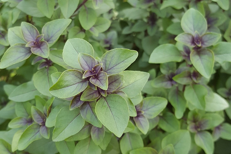 The Amazing Benefits of Tulsi Tea